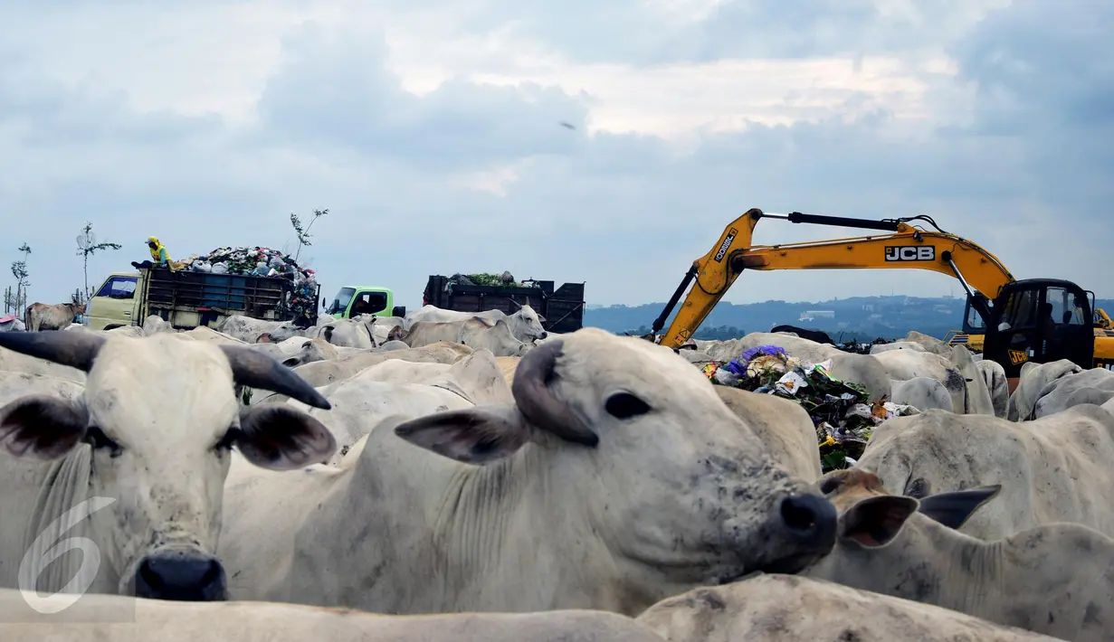 Ratusan sapi memadati TPA Jatibarang, Semarang, Rabu (10/2/2016). Selain dijadikan pusat pembuang sampah, TPA Jatibarang dijadikan peternak sebagai tempat mencari makan sapi-sapi mereka. (Foto: Gholib)