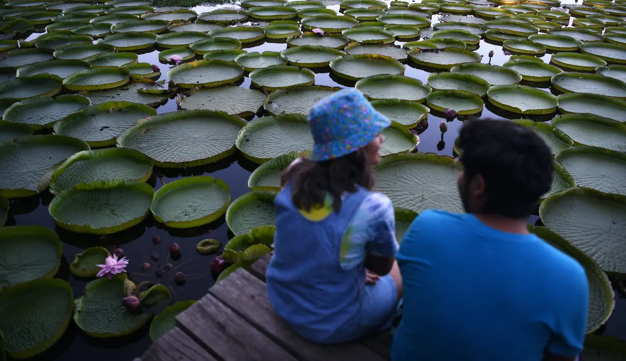 Orang-orang mengamati bunga lili raksasa (Victoria cruziana) di Sungai Paraguay, di Piquete Cue, utara Asuncion, pada Minggu (18/4/2021). Bunga lili raksasa tersebut muncul setiap tiga sampai empat tahun dalam jumlah dan ukuran yang besar. (Norberto DUARTE / AFP)