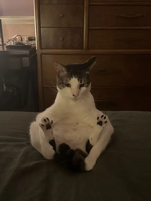 7 Potret Pose Absurd Kucing saat Berada di Rumah Ini Lucu Banget