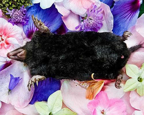 Foto : copyright boredpanda.com