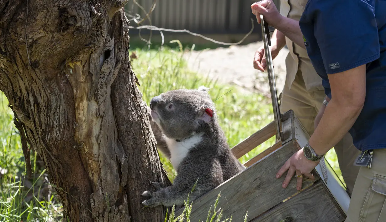 Seekor koala dikembalikan ke alam liar di Cagar Alam Healesville, Australia, 6 Desember 2020. Setelah berbulan-bulan menjalani pemulihan, sejumlah koala yang terluka akibat kebakaran hutan besar di Australia pada musim panas lalu akhirnya kembali ke alam liar. (Xinhua/Kebun Binatang Victoria)