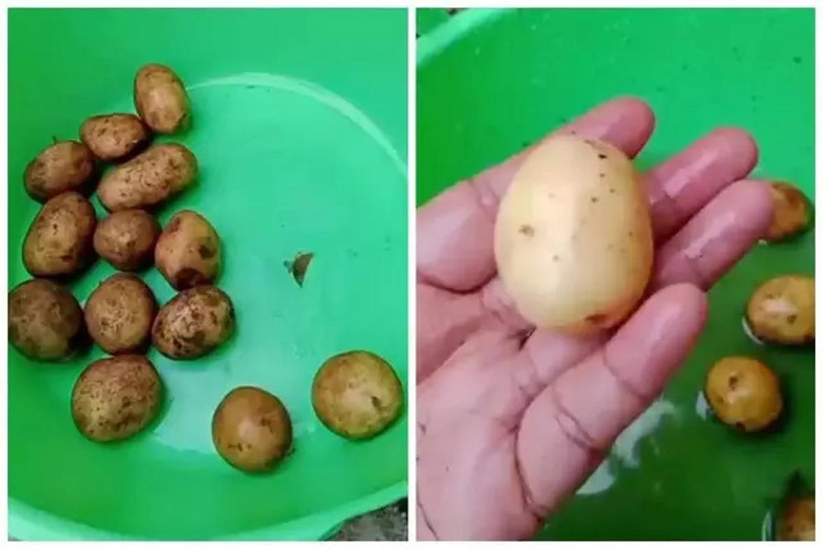 Cara Mengupas Kentang dalam 10 Detik Tanpa Pisau, Sangat Praktis dan Cepat