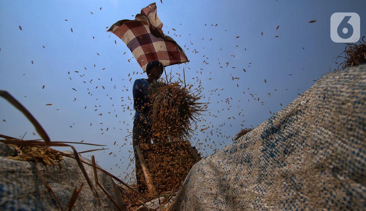Petani memanen padi di Kronjo, Kabupaten Tangerang, Jumat (8/9/2023). (Liputan6.com/Angga Yuniar)