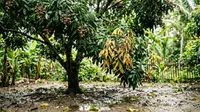 6 Tanda Pohon Kelengkeng Kelebihan Air, Kenali Sebelum Akar Membusuk