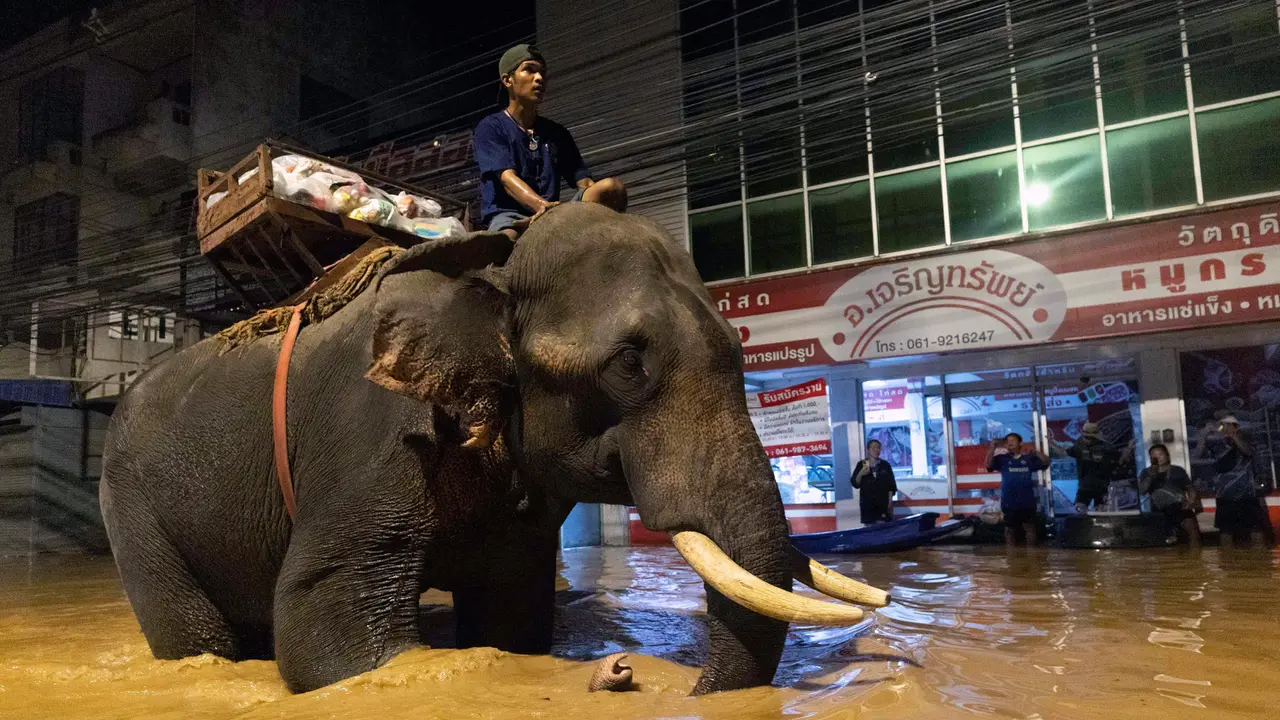 Gajah Thailand Diperbantukan Pasok Makanan untuk Korban Banjir di Chiang Mai