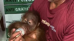 Orangutan saat diberi susu usai diselamatkan dari upaya penyelundupan warga negara Rusia Andrei Zhestkov di Bandara Internasional Ngurah Rai, Bali (23/3). Dari keterangan pelaku, ia membeli anak orangutan jantan ini  di Jawa seharga 300 dolar USA. (AFP Photo/Badan Konservasi Sumber Daya Alam Bali)