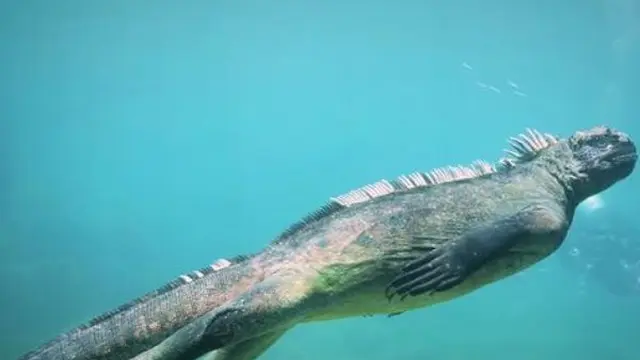 Cara Makan Iguana