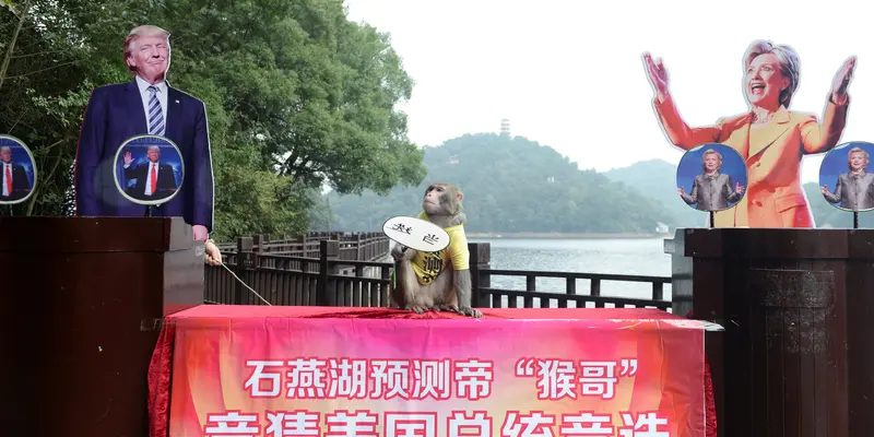 20161103-Monyet Ini Ramalkan Hasil Pilpres AS 2016-China