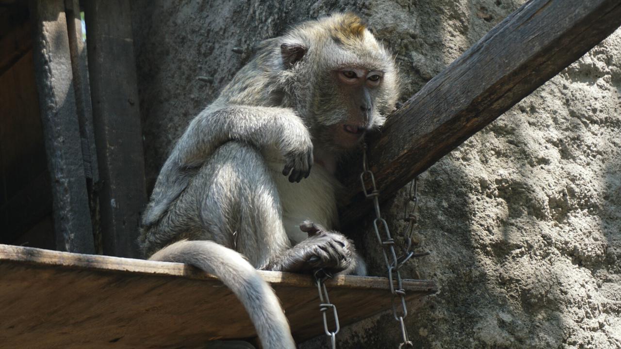 Teror Monyet di Boyolali