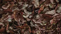 7 Panduan Fermentasi Daun Kering Menjadi Pupuk Organik Alami untuk Kebun Rumah