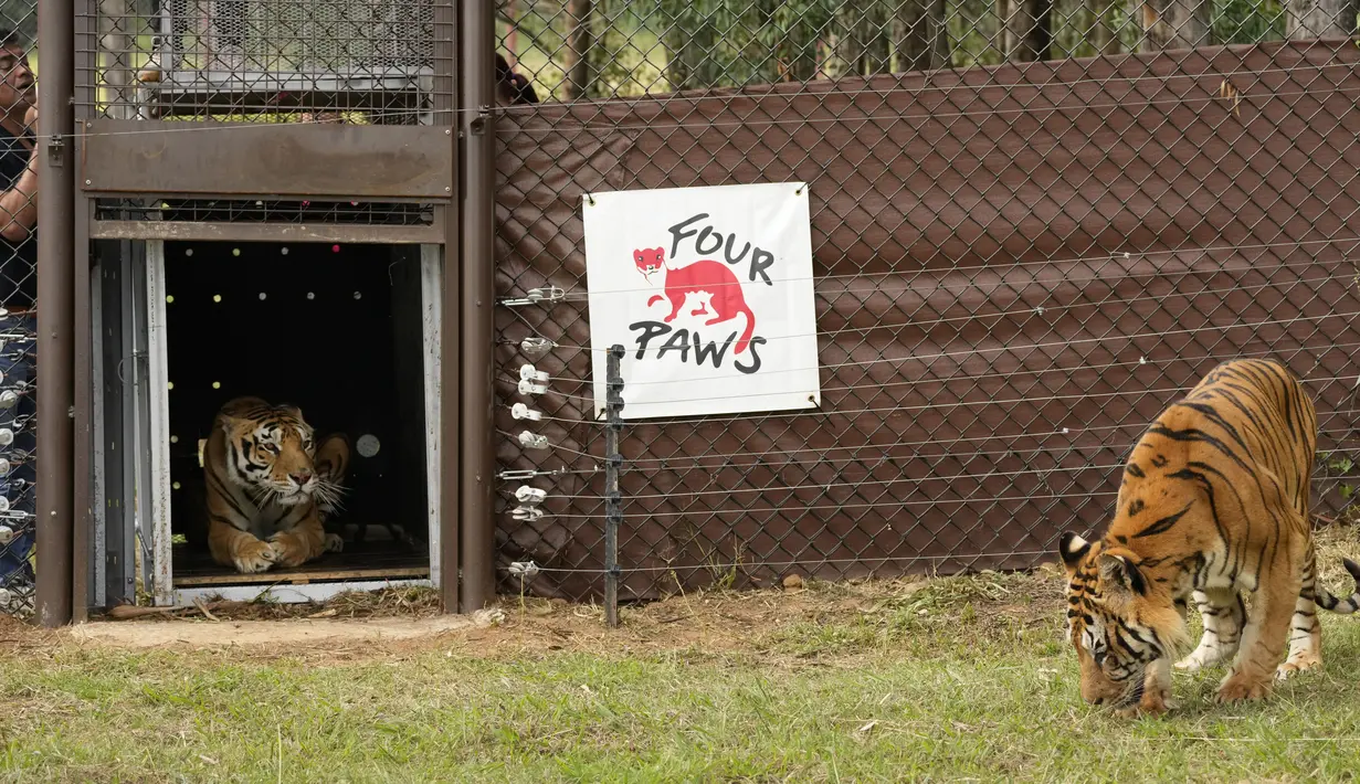 Dua harimau di dalam kandang di Lionsrock Big Cat Sanctuary di Bethlehem, Afrika Selatan, Sabtu (12/3/2022).  Kelompok pemerhati satwa liar Four Paws di Argentina menyelamatkan empat harimau yang telah dikurung di gerbong kereta yang ditinggalkan selama 15 tahun. (AP Photo/Themba Hadebe)
