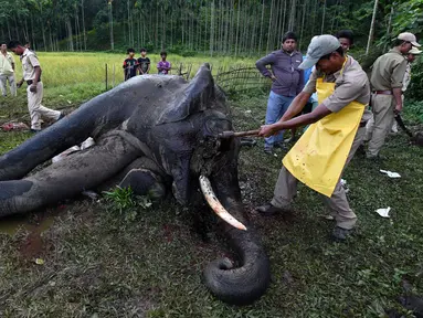 Petugas kehutanan India memotong gading dari seekor gajah liar yang telah mati di desa Panbari, India (2/11). Gajah liar tersebut mati karena keracunan makanan. (AFP Photo/Biju Boro)