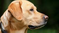 Ilustrasi Anjing Labrador. (Liputan6/Pixabay)
