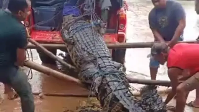 warga menangkap seekor buaya berukuran hampir 4 meter di saluran irigasi di Desa Biru, Kecamatan Poleang Timur, Kabupaten Bombana.(Foto ;warga)