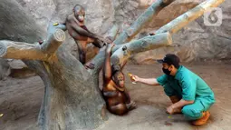 Penjaga kandang memberi makan Orangutan Sumatra (Pongo Abelii) di Taman Margasatwa Ragunan (TMR), Jakarta, Selasa (23/2/2021). Walau masih tutup akibat pendemi COVID-19, pelayanan terhadap satwa di TMR tetap berjalan setiap hari dan sesuai protokol kesehatan. (merdeka.com/Arie Basuki)