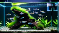 Cara Menjernihkan Air Aquarium Tanpa Kuras yang Ampuh dan Aman untuk Ikan