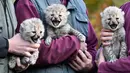 Penjaga menampilkan tiga bayi cheetah di kebun binatang di Muenster, Jerman, Jumat (9/11). Tiga bayi cheetah tersebut lahir di kebun binatang di Muenster pada 4 Oktober 2018. (AP Photo/Martin Meissner)