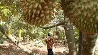 Perkebunan durian Montong Cane di Desa Limbangan, Wanareja, Cilacap, Jawa Tengah. (Foto: Liputan6.com/Muhamad Ridlo)