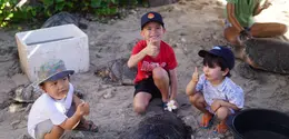 Sebanyak 7 ekor penyu laut berhasil diselamatkan dan direhabilitasi sebelum akhirnya dilepasliarkan Oleh Seven Dreams A Pramana Experience Dalam Upaya Pariwisata Berkelanjutan.