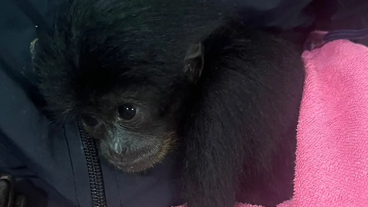 Salah satu barang bukti seekor anak Siamang yang berhasil diamankan tim sancang polres Garut, Jawa Barat dalam dugaan perdagangan ilegal satwa dilindungi di Kecamatan Bayongbong. (Liputan6.com/Jayadi Supriadin)