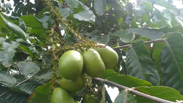 Buah matoa di Desa Dalangan, Kecamatan Todanan, Kabupaten Blora. (Liputan6.com/Ahmad Adirin)