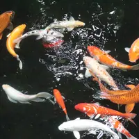 Ilustrasi Ikan Mas/https://unsplash.com/lycheeart