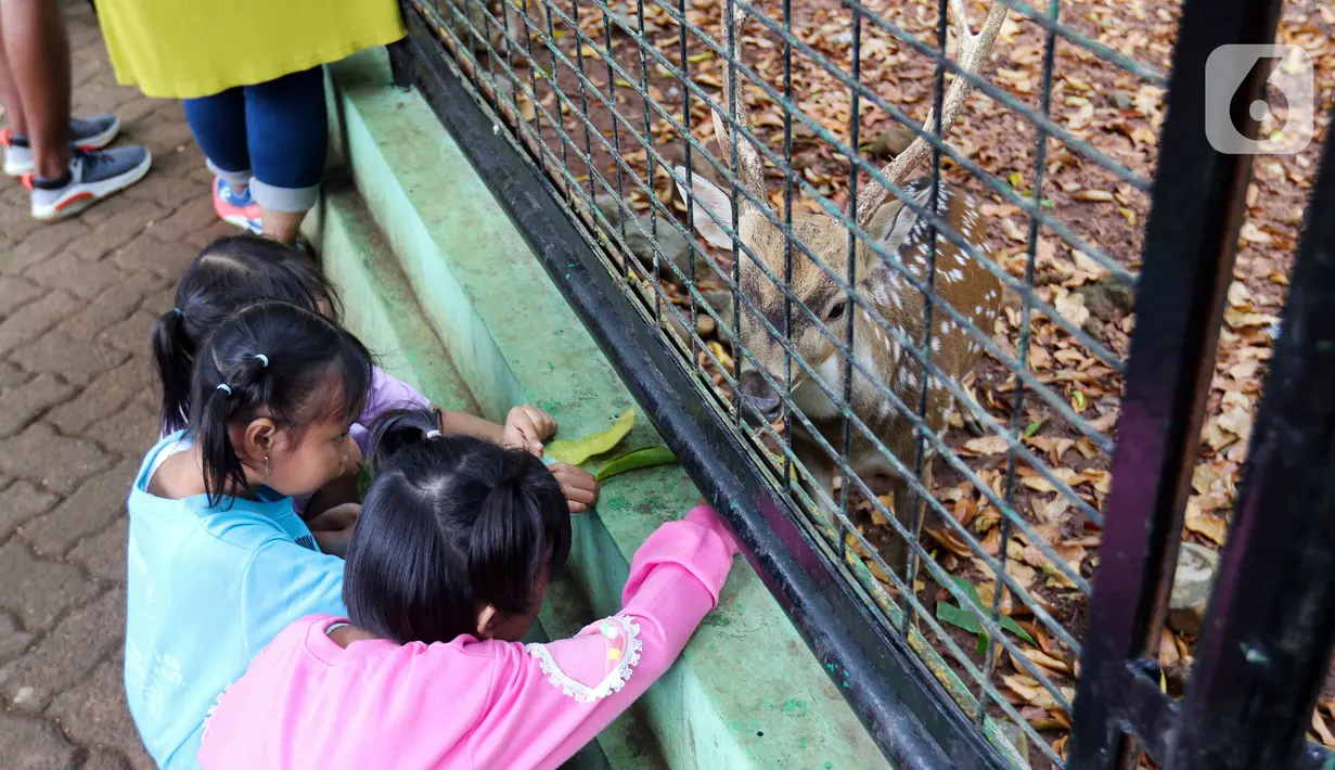 "Lokasi kandang jerapah, gajah, dua tempat itu yang tidak boleh dilewatkan bagi pengunjung ya, karena di situ bisa berswafoto dengan satwa," ujarnya. (Liputan6.com/Herman Zakharia)