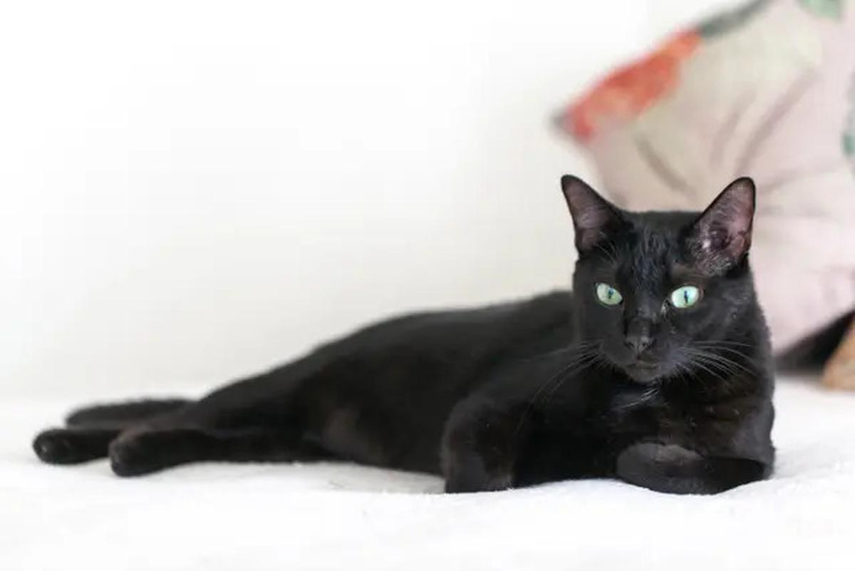 Menurut Studi, Memberi Makan Kucing Secara Berlebihan Ternyata Punya Efek Mengejutkan