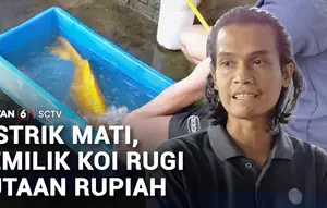 Imbas Listrik Mati, Pemilik Ikan Koi Rugi Jutaan Rupiah
