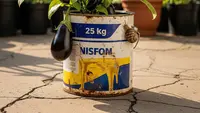 Cara Memanfaatkan Kaleng Cat Bekas 25 Kg untuk Menanam Terong Ungu yang Subur