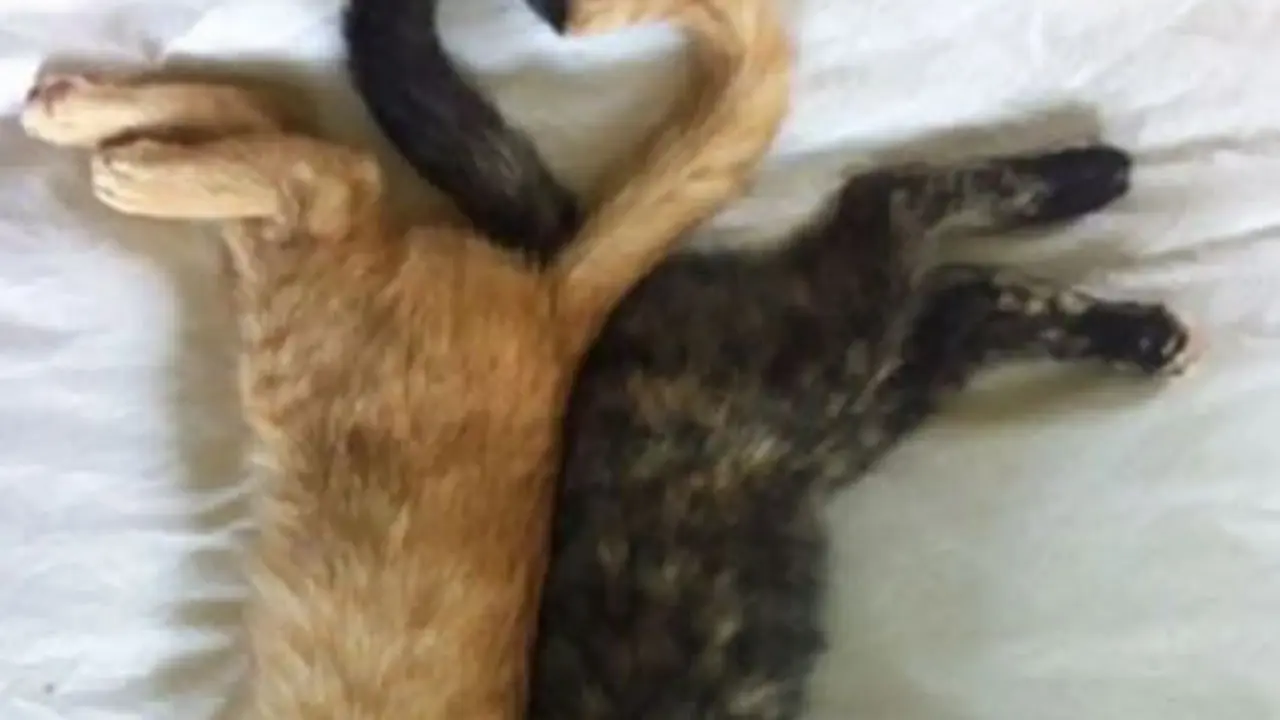 7 Potret Kucing Tidur dengan Pose Super Nyeleneh, Dijamin Bikin Ketawa