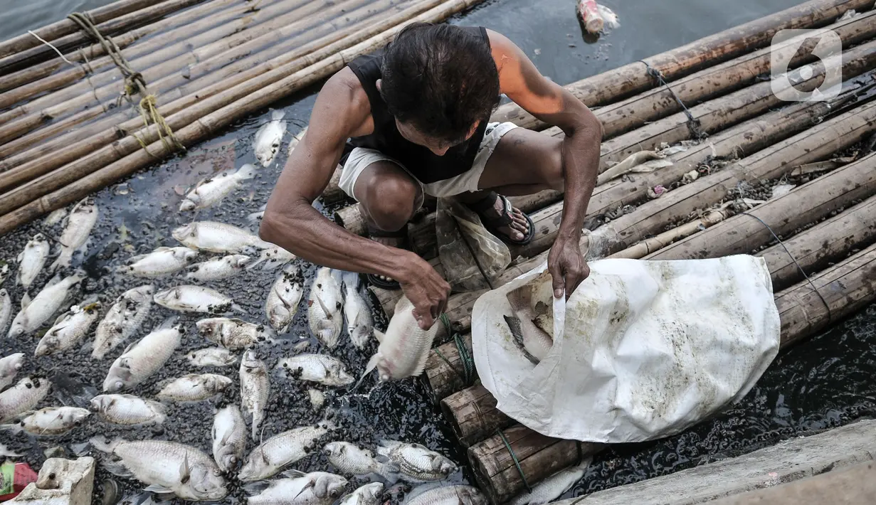 Warga menggunakan rakit saat mengumpulkan bangkai ikan Mujair di Situ Rawa Besar, Lio, Depok, Jawa Barat, Kamis (20/8/2020). Sejak dua hari terakhir ribuan ekor ikan Mujair mati dan memenuhi Situ Rawa Besar yang menurut warga setempat disebabkan oleh faktor cuaca. (merdeka.com/Iqbal S. Nugroho)