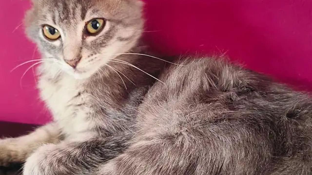 Foto-Foto Kucing Nirina Zubir, Banyak yang Diselamatkan dari Jalanan