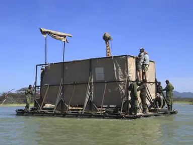 Jerapah jenis Rothschild yang terancam punah, ditutup matanya agar tetap tenang, diapungkan di atas tongkang baja yang dibuat khusus untuk dipindahkan dari pulau yang terendam banjir di Danau Baringo, Kenya dalam gambar yang diambil pada 2 Desember 2020. (Northern Rangelands Trust via AP)