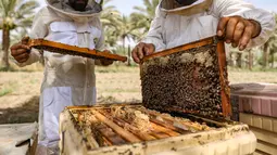 yang memengaruhi lingkungan yang dibutuhkan lebah untuk menghasilkan madu.(AFP/AHMAD AL-RUBAYE)