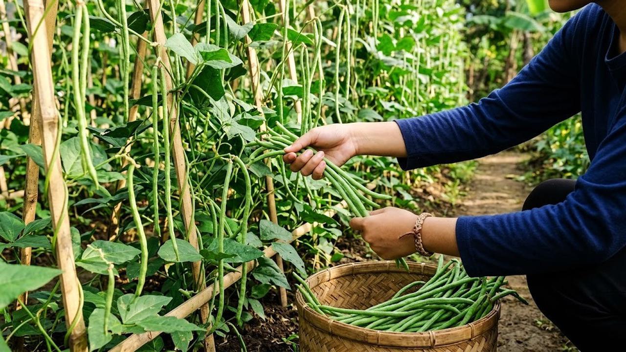 7 Cara Menanam Kacang Panjang dari Biji, Panduan Praktis untuk Hasil Panen Melimpah