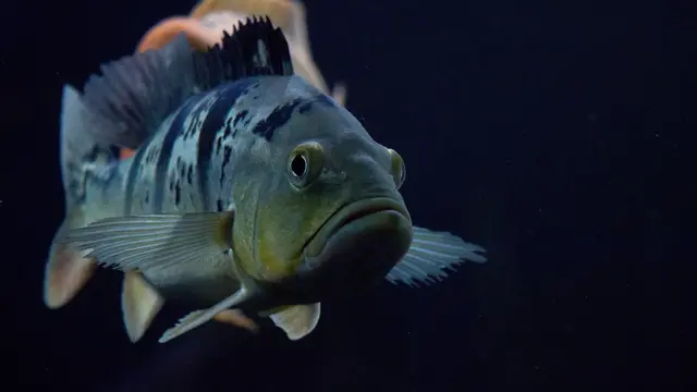 Peacock Bass