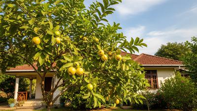 Trik Memangkas Pohon Jambu Biji agar Cepat Muncul Tunas Produktif untuk Mendukung Panen