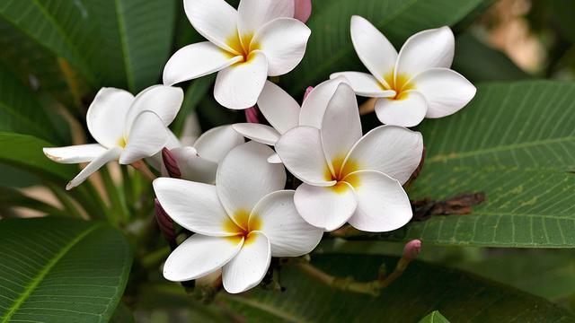 Jenis Tanaman Hias Bunga Outdoor