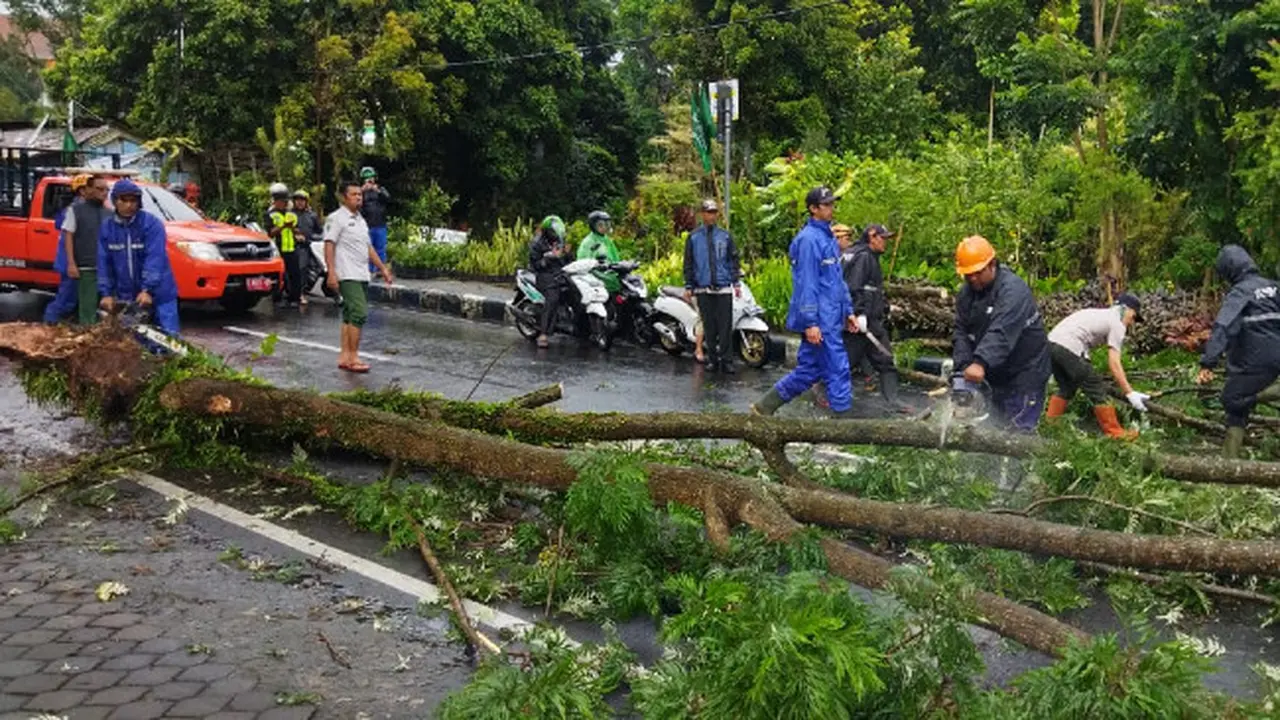Cuaca Ekstrem di Kota Batu, Banyak Pohon Tumbang dan Dua Warga Tertimpa