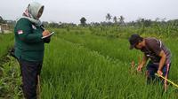 Aktivitas kaji terap tumpangsari tanaman (turiman) padi gogo, jagung, kedelai (Pajale) tahun 2020.