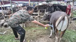 Samito menyemprotkan cairan obat saat perawatan sapi kurban di kawasan Pondok Kopi, Duren Sawit, Jakarta Timur, Rabu (15/6/2022). Adanya virus PMK menyebabkan pedagang harus melakukan karantina hewan kurban selama 14 hari sebelum dijual ke masyarakat. (merdeka.com/Iqbal S. Nugroho)