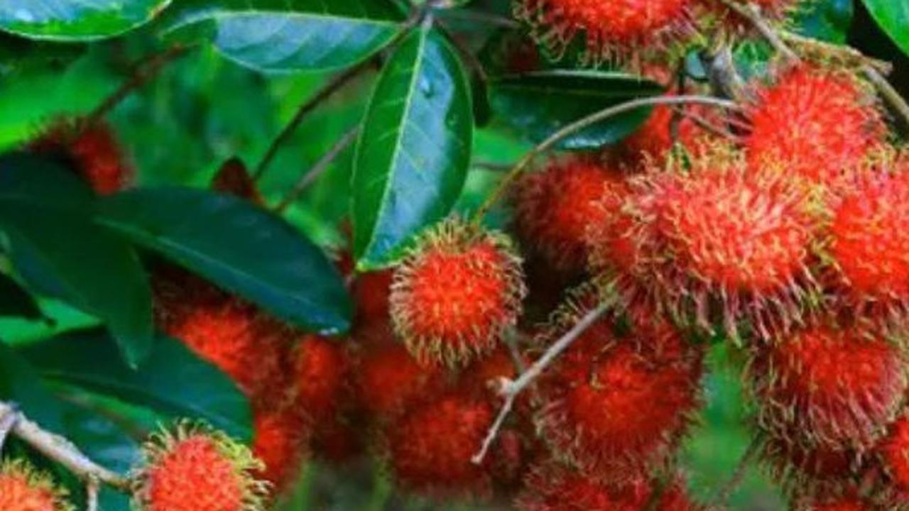 Manfaat Buah Rambutan