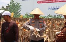 Bhabinkamtibmas Pasaman Barat: Dari Penjaga Kamtibmas hingga Penggerak Ketahanan Pangan, Panen Jagung Capai Ratusan Ton!