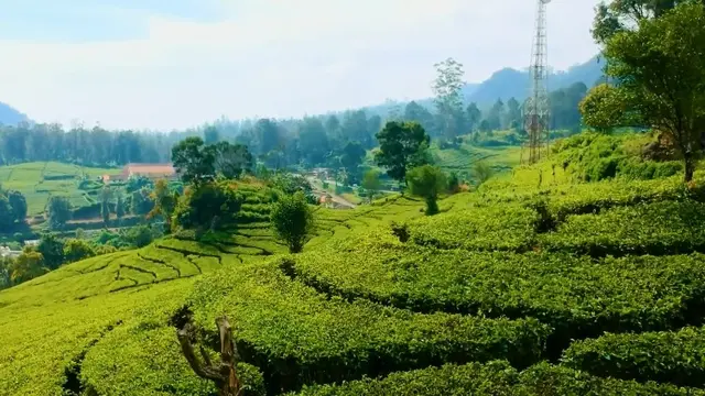 Perkebunan Teh Rancabali