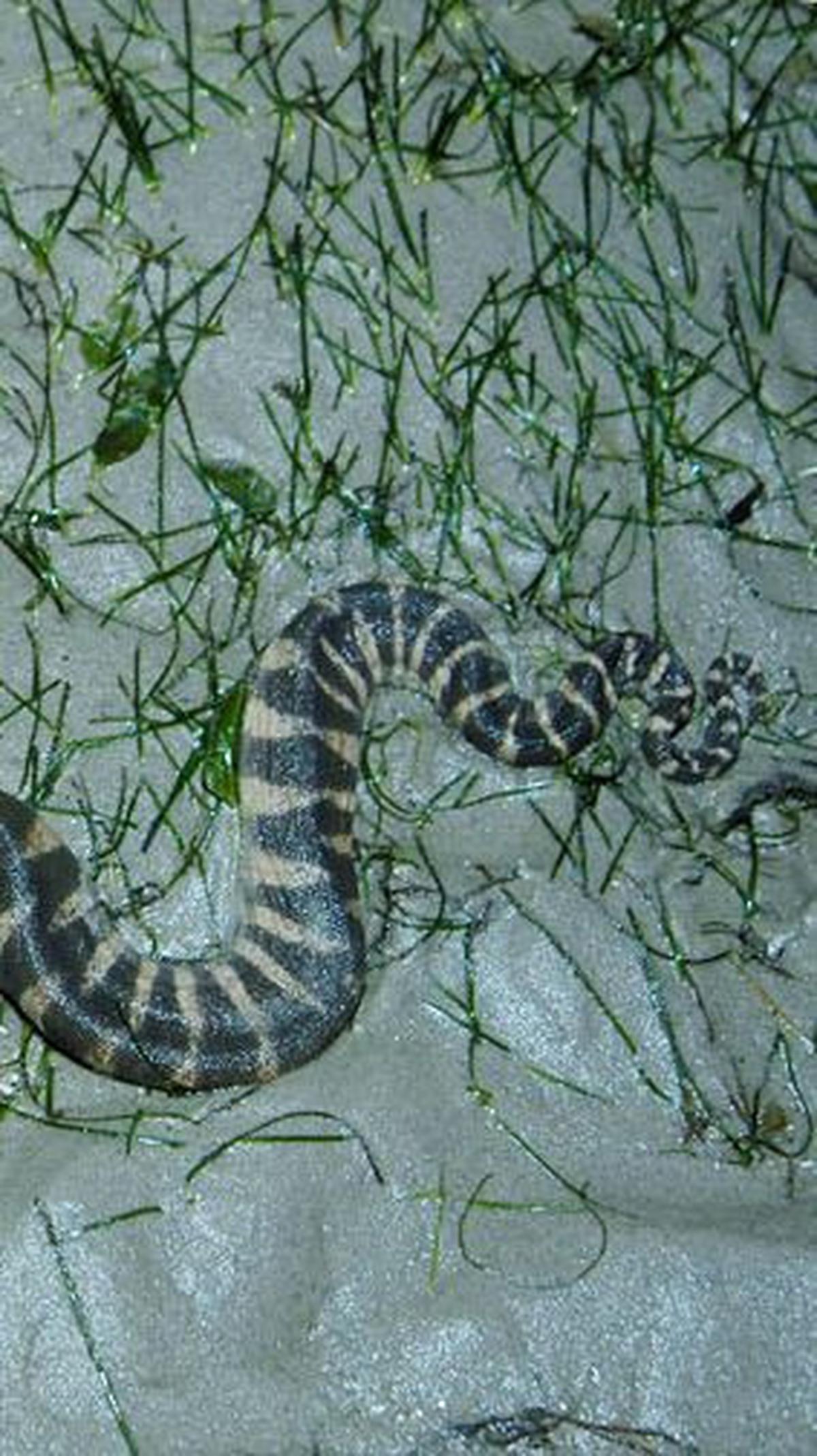 <b>1. Ular Kadut (Acrochrodus Granulatus)</b>