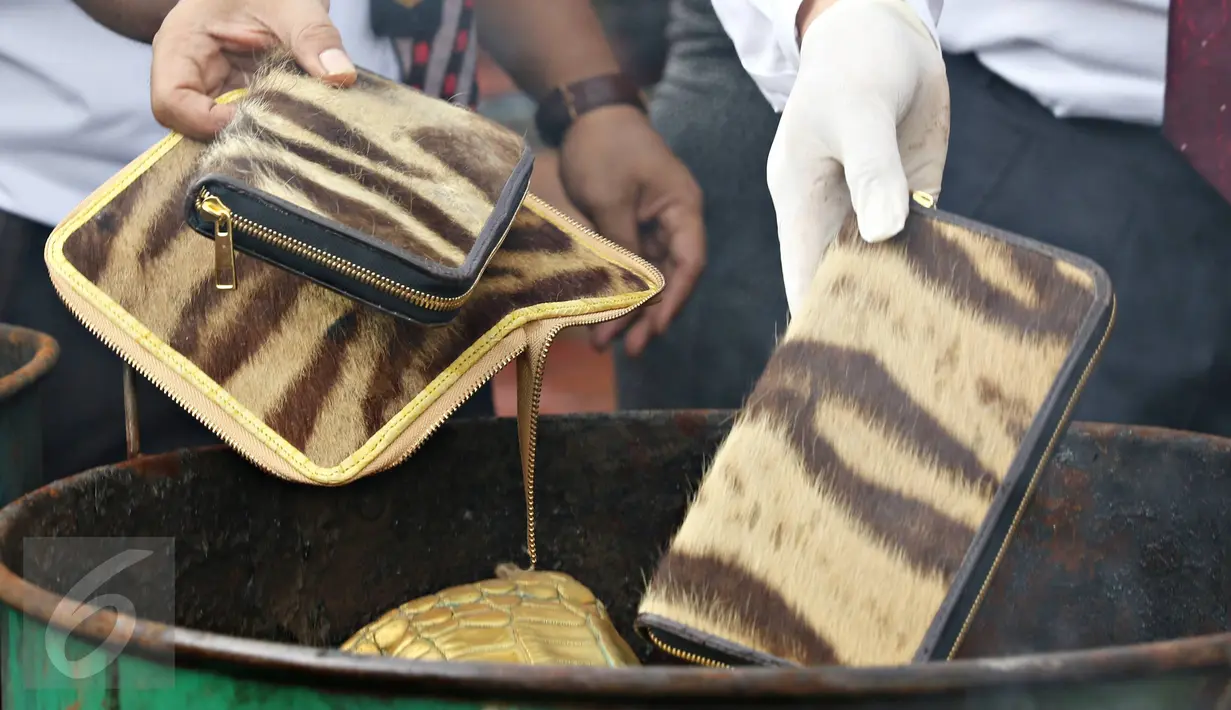 Petugas membakar dompet kulit harimau saat pemusnahan barang bukti bagian hewan yang dilindungi, Jakarta, Selasa (2/2). Barbuk berupa kulit, tulang dan taring harimau, kerapas penyu, off set penyu dan kulit buaya (Liputan6.com/Immanuel Antonius)