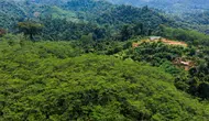 Hutan di Gunungkidul Jadi Sumber Pangan dan Penggerak Ekonomi Desa