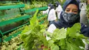 Ibu dari kelompok wanita tani KBA Karina (Kampung Berseri Astra, Kampung Ramah Lingkungan Asuransi Astra) menunjukkan sayuran dari urban farming di RW 01 Pela Mampang, Jakarta (23/12/2021). Kelompok wanita tani mengajak masyarakat untuk mulai hidup sehat. (Liputan6.com/HO/Eko)