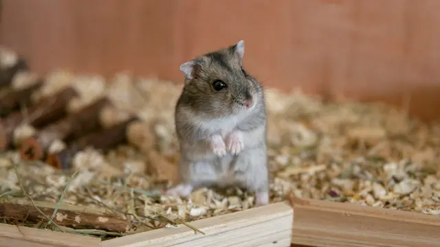 Hamster